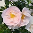 Rosa 'ZLEEltonStrack'